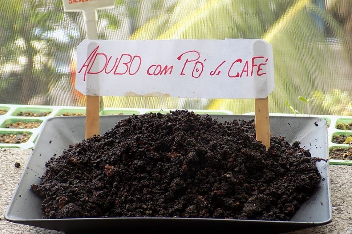 O Melhor Adubo Para Plantas Borra De Caf E Casca De Banana