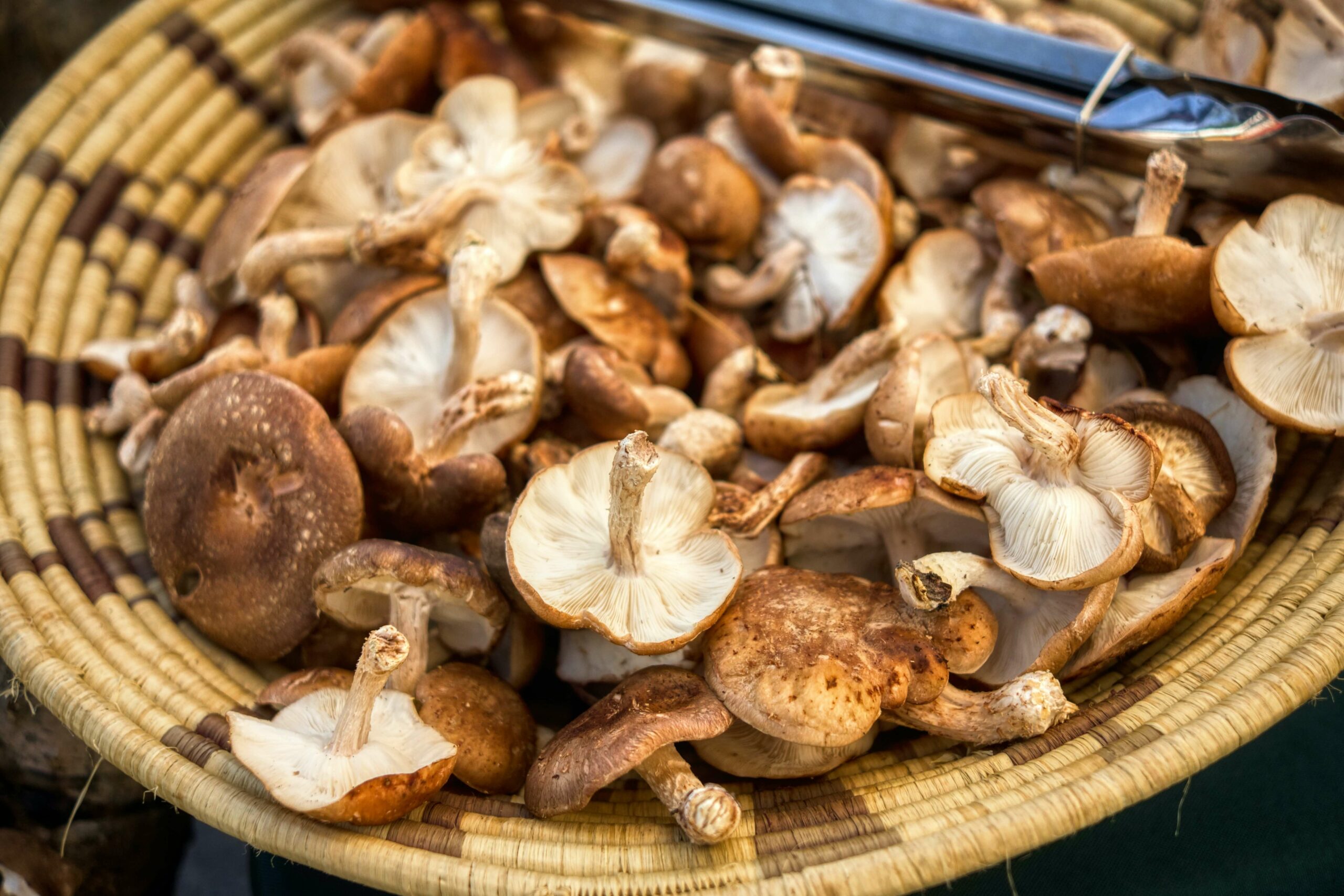 Shiitake ao creme de queijo