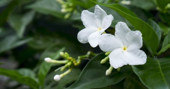 Chá de jasmim flor dicas