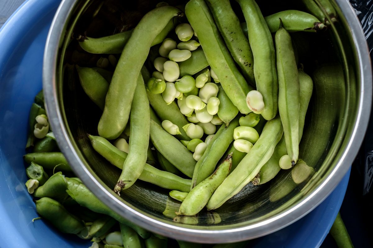 cozinhar feijão verde