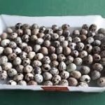 Faça ovos de codorna picante e nunca mais sirva de outro jeito @codornassaocarlos