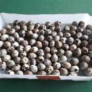 Faça ovos de codorna picante e nunca mais sirva de outro jeito @codornassaocarlos