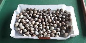 Ovos de codorna picante
