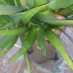 hidratação com babosa @canalaprendiz