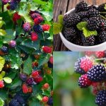 Chá de amora: como fazer essa receita antioxidante? Veja aqui! @matoscosta