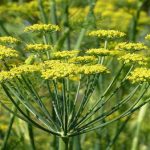 Como fazer chá de funcho? Receita bem fácil e rápida! @marilenesarah