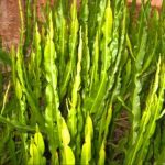 Esse chá de carqueja tem muitos benefícios! Aprenda como fazer a receita @lashound