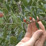 Como fazer chá de espinheira santa fácil e descomplicado [receita] @terrasul