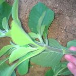 Como fazer chá de boldo: receita para deixar a imunidade super forte @diárioverdecanal