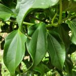 Como fazer chá de guaco? Fica tão saboroso, que vai tomar todo dia! @mundoverdeorganico