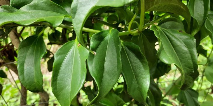 Como fazer chá de guaco? Fica tão saboroso, que vai tomar todo dia! @mundoverdeorganico