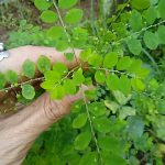 Olha esse chá de quebra pedra receita prática @canalsustentabilidade