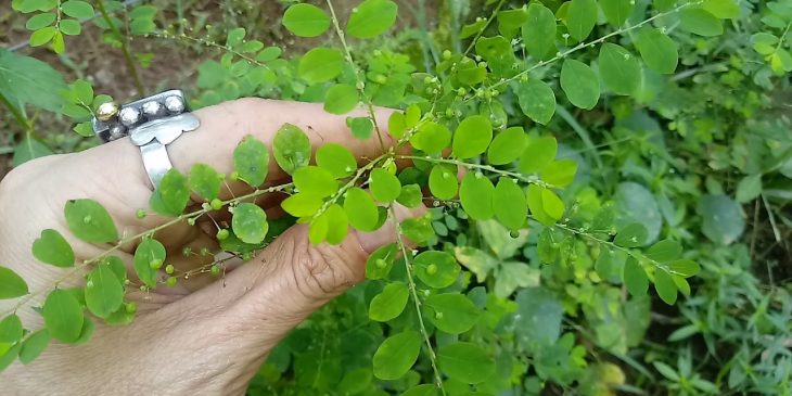 Olha esse chá de quebra pedra receita prática @canalsustentabilidade