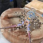 @culinariasdomundo Provar essa salada de lagosta vai te fazer super pratos de restaurantes: ZERO DEFEITOS