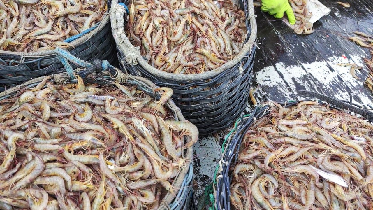 camarão 7 barbas para fritar e empanar