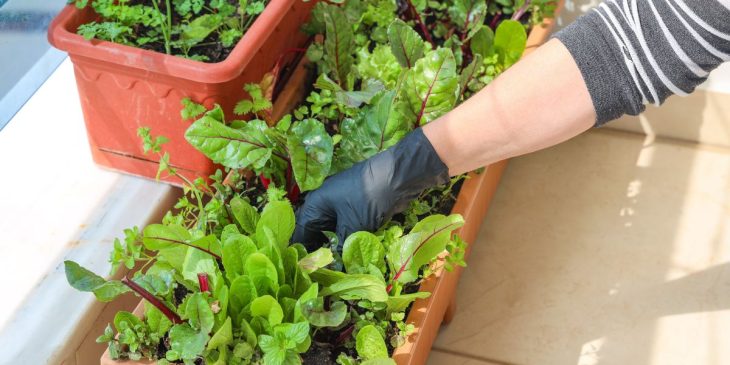 melhores ervas para plantar em casa