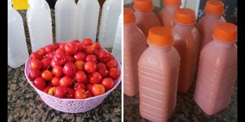 polpa de acerola