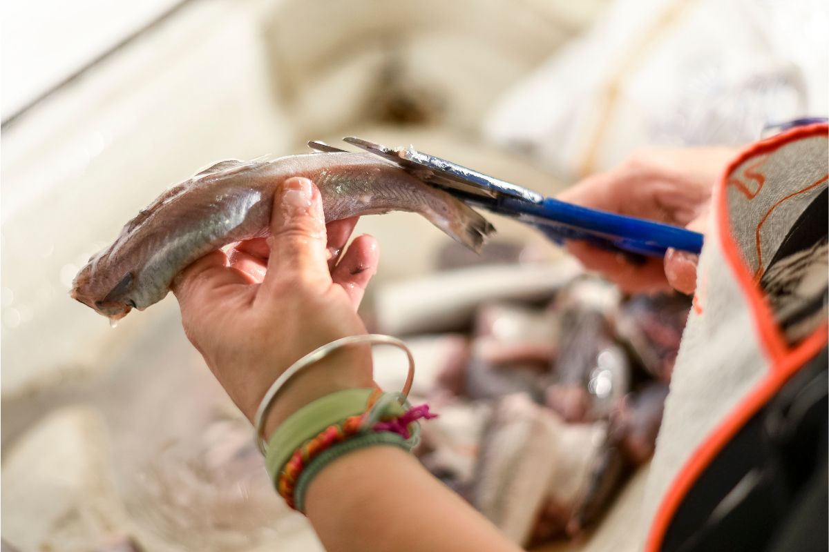 tirar escamas do peixe