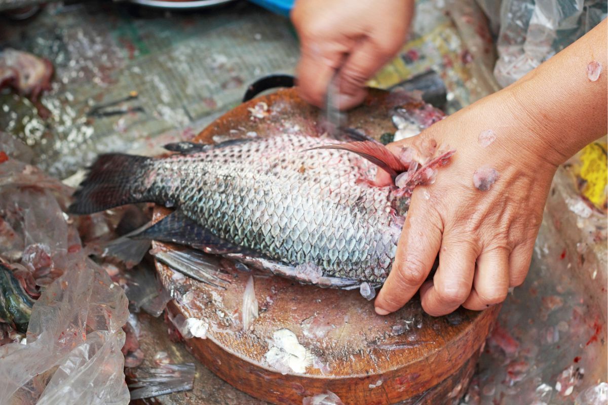 tirar escamas do peixe