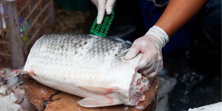 tirar escamas do peixe