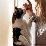 Petisco de frango para gato bem leve e que ele vai amar demais @petlove
