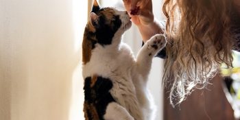 Petisco de frango para gato