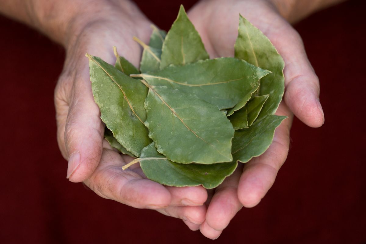 erva fácil de plantar