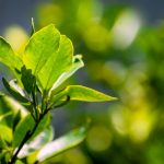 erva fácil de plantar