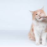 Receita de petisco natural para gato que é o maior sucesso entre os felinos @buscape