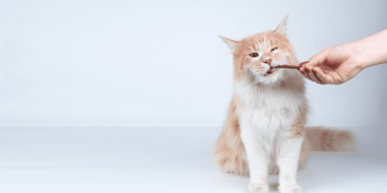 petisco natural para gato