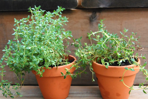 temperinhos para plantar em apartamento