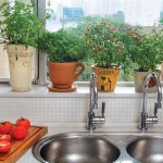 temperinhos para plantar em apartamento