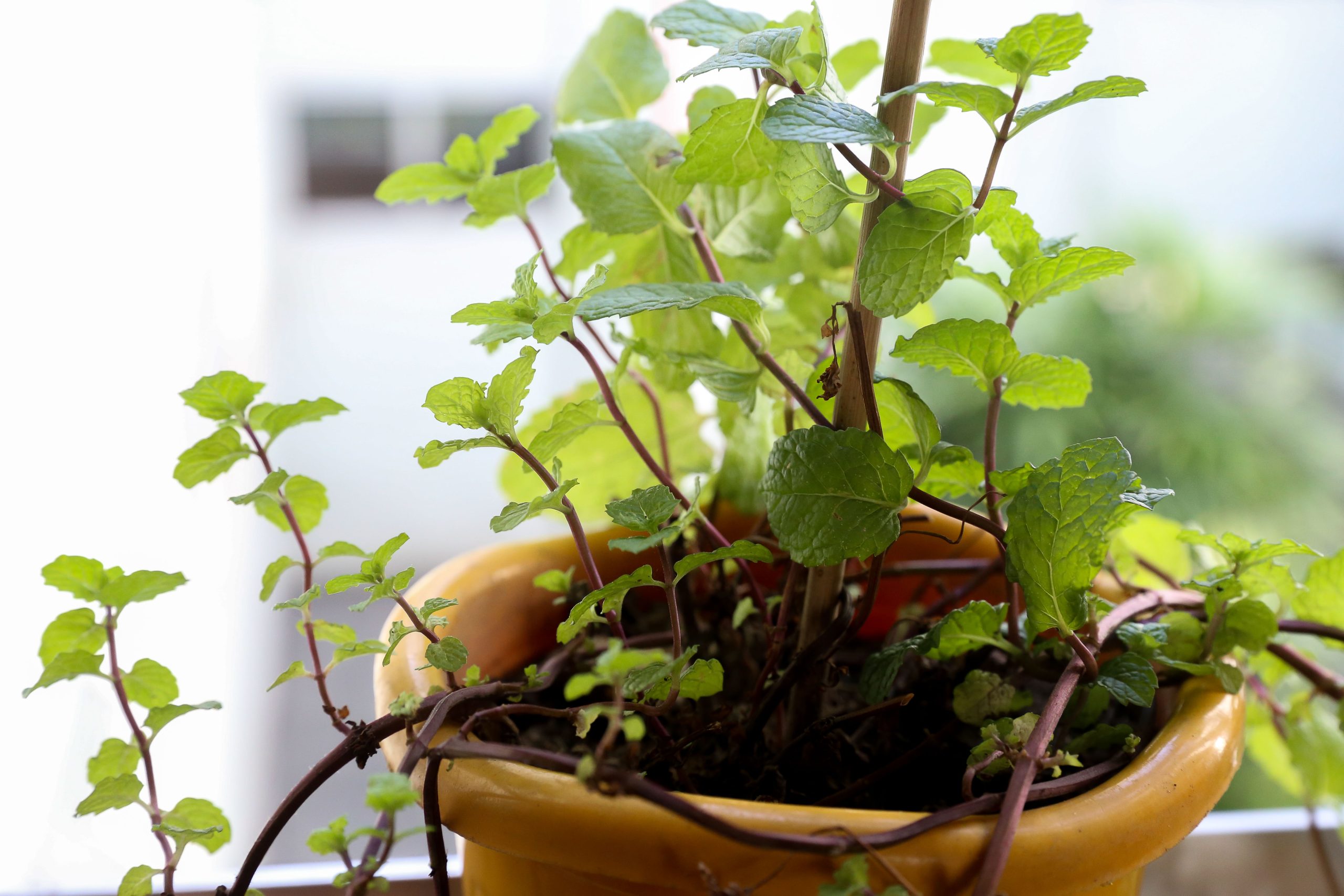 temperinhos para plantar em apartamento