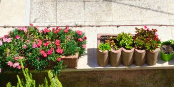 plantas de inverno