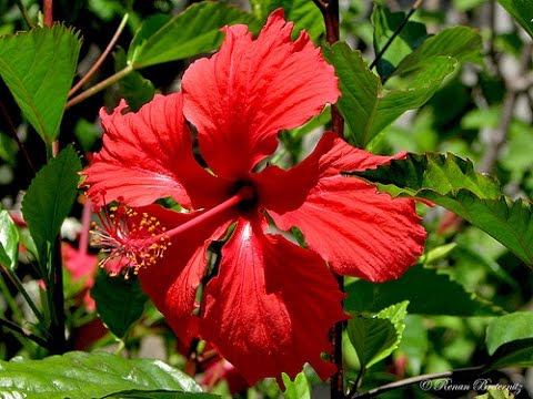 chá de hibisco emagrece em quanto tempo hibisco: benefícios e malefícios tomar chá de hibisco todos os dias faz mal enfermeira morre por tomar chá de hibisco como tomar chá de hibisco para emagrecer chá de hibisco faz mal para o coração benefícios do chá de hibisco com canela chá de hibisco é bom para pressão alta