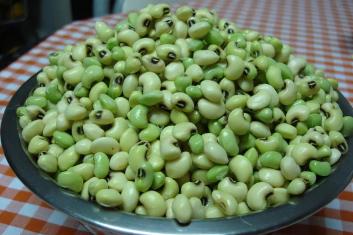 escolher feijão verde feira