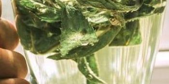 erva para dor de estômago