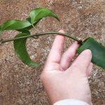 cultivar erva para aumentar imunidade