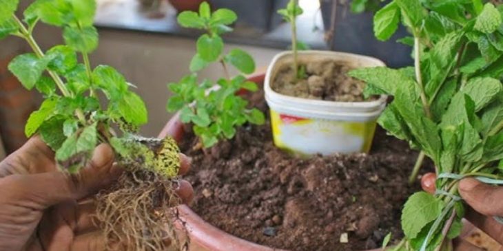 ervas fáceis de plantar para dor de barriga