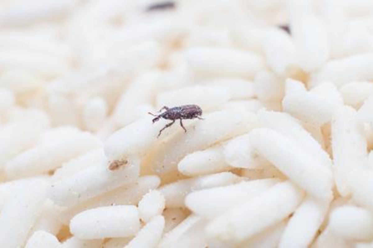 identificar-caruncho-no-feijao-e-arroz