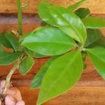 planta restauradora de saúde