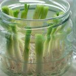 tempero plantado em água