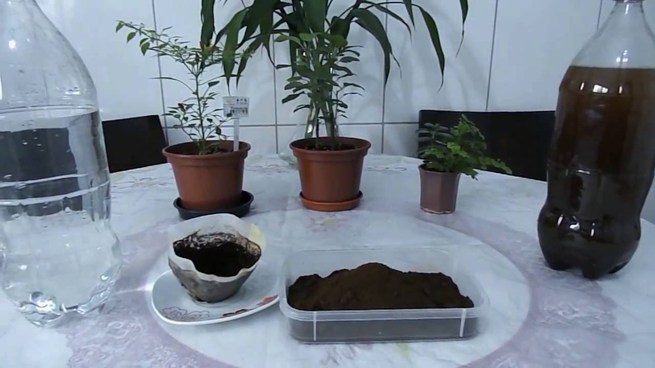 adubo para plantas com borra de café