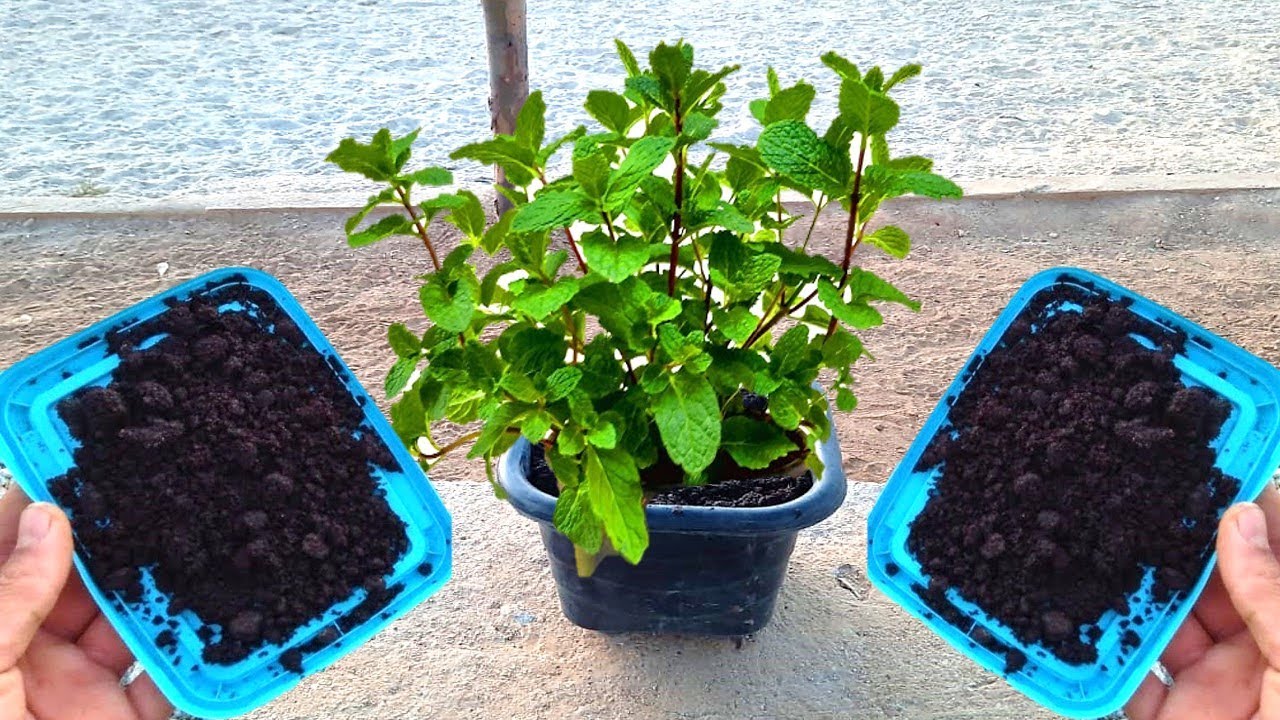 adubo para plantas com borra de café