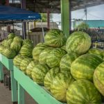escolher melancia no mercado