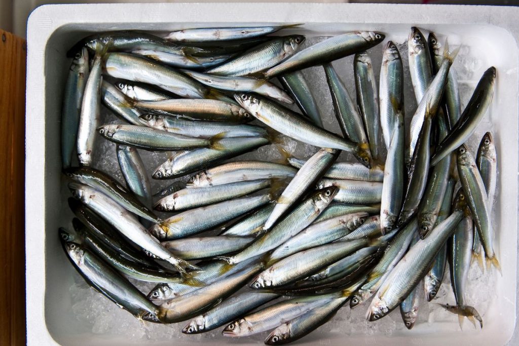 como escolher sardinha