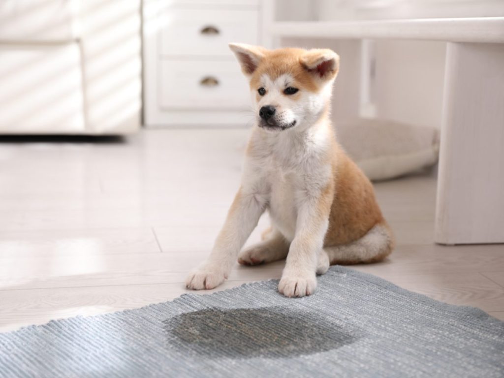 tirar cheiro xixi cachorro tapete