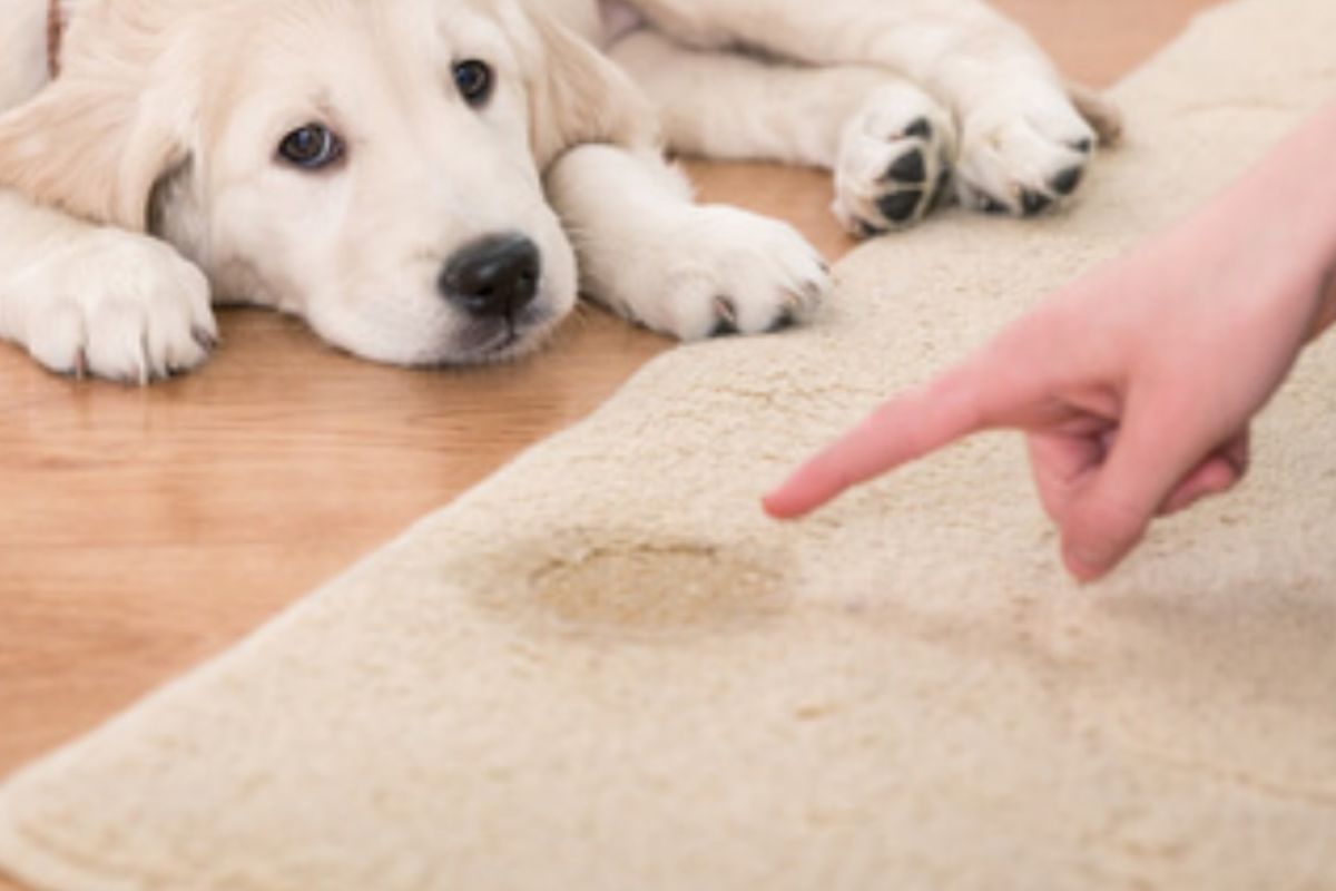 tirar cheiro xixi cachorro tapete