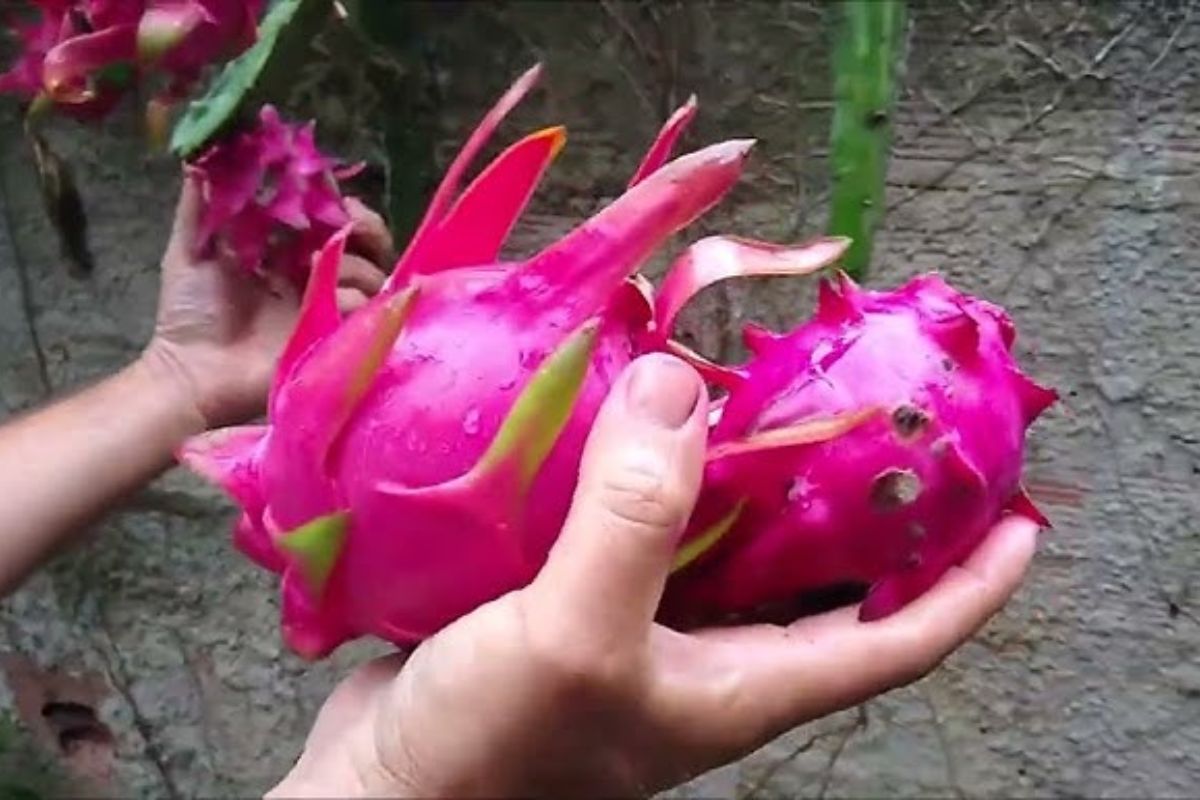 escolher pitaya