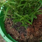 plantas fáceis de plantar